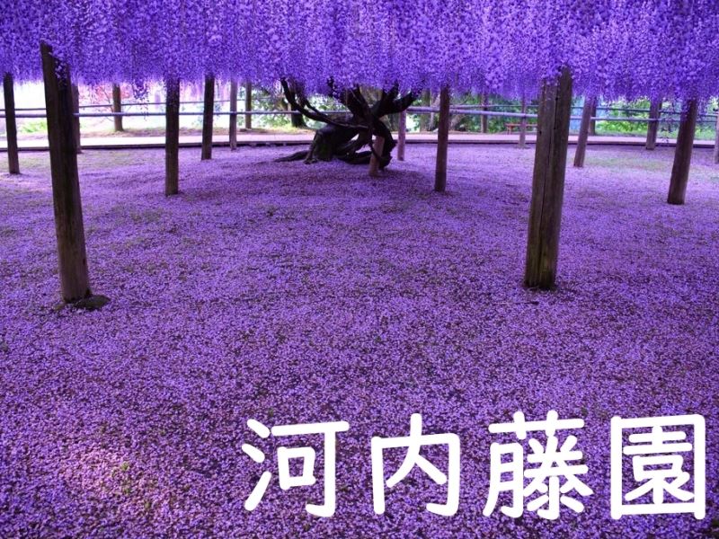 The Kawachi Wisteria Garden in Kitakyushu, Fukuoka