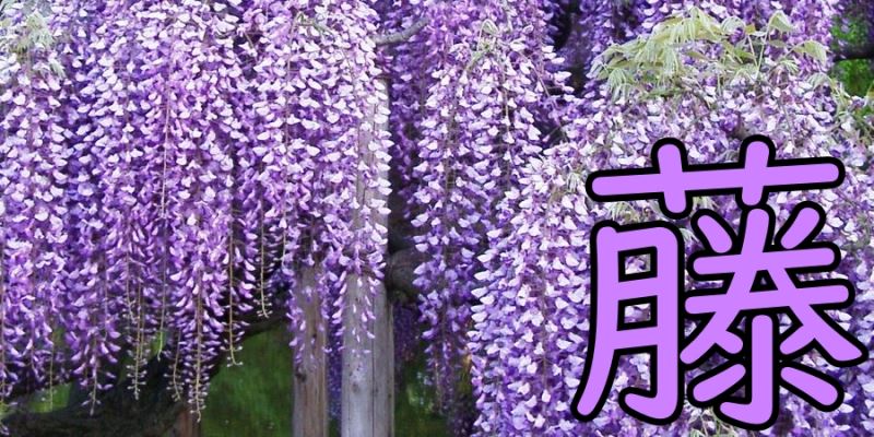 The wisteria flower representing the Fuji Japanese Language School Fukuoka